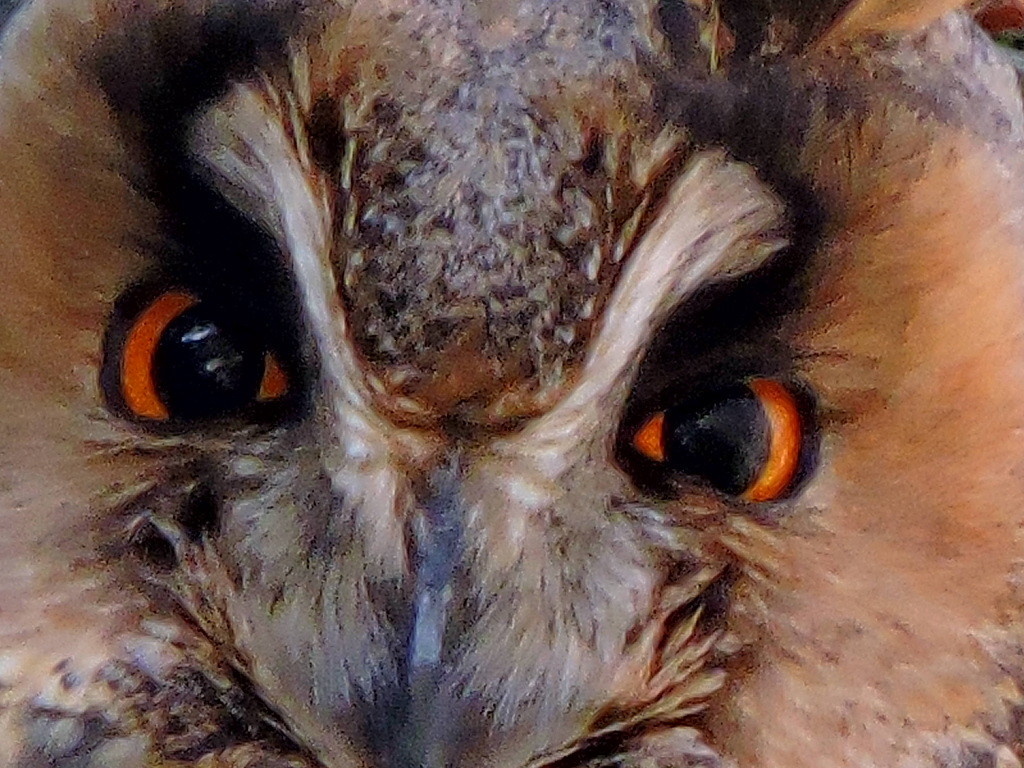 Авторское фото