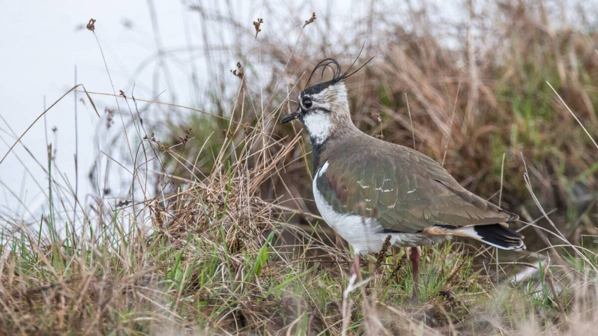 Фото: пресс-служба Госкомитета РТ по биоресурсам