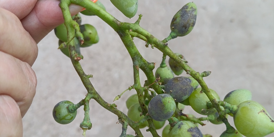 "Посоветуйте что с этим делать"