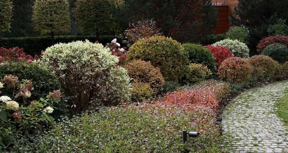 Декоративные кустарники, которые цветут всё лето: 5 роскошных вариантов без лишних хлопот