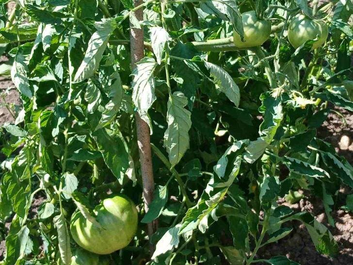    Помидоры уже готовы к сбору, если они выглядят так / Фото автора