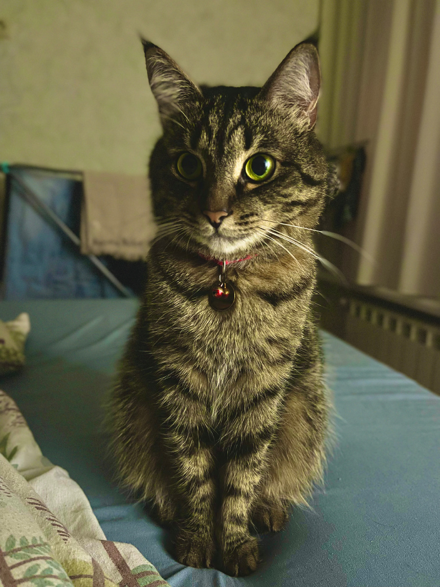 Бонифаций Светланович