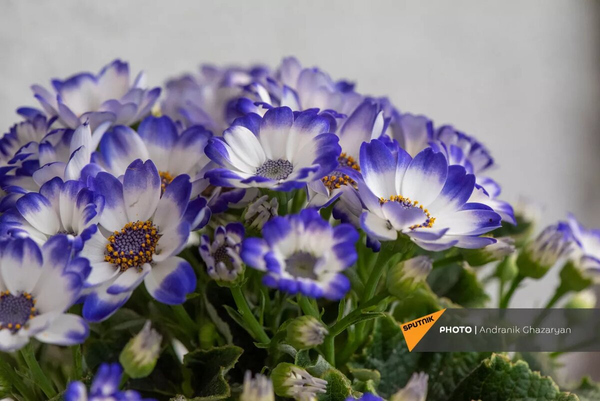 © Sputnik / Andranik Ghazaryan