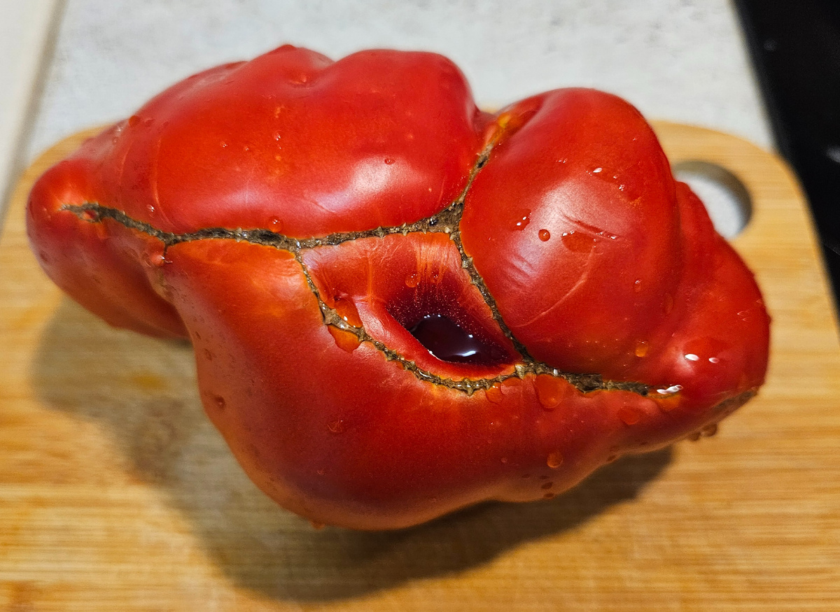 Сорт Pendin na grossa