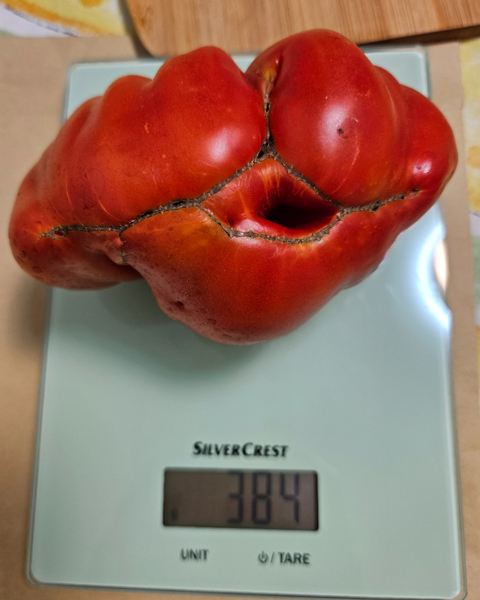 Сорт Pendin na grossa