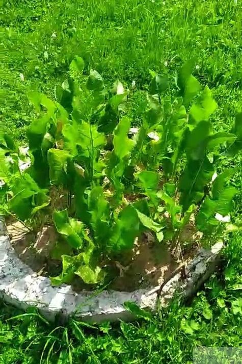 Хрен в кольце