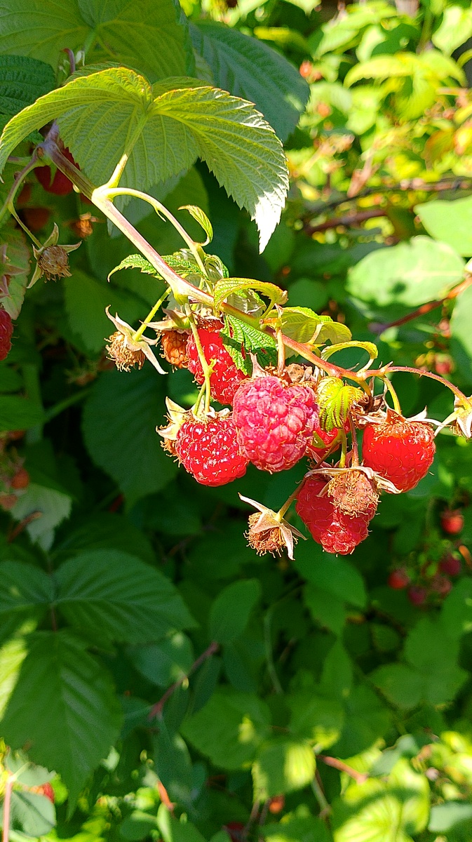 Ну сколько можно спамить ягодами?)