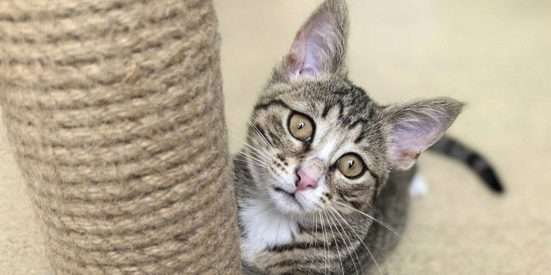 В Москве спасли двух котят, брошенных на улице в переноске