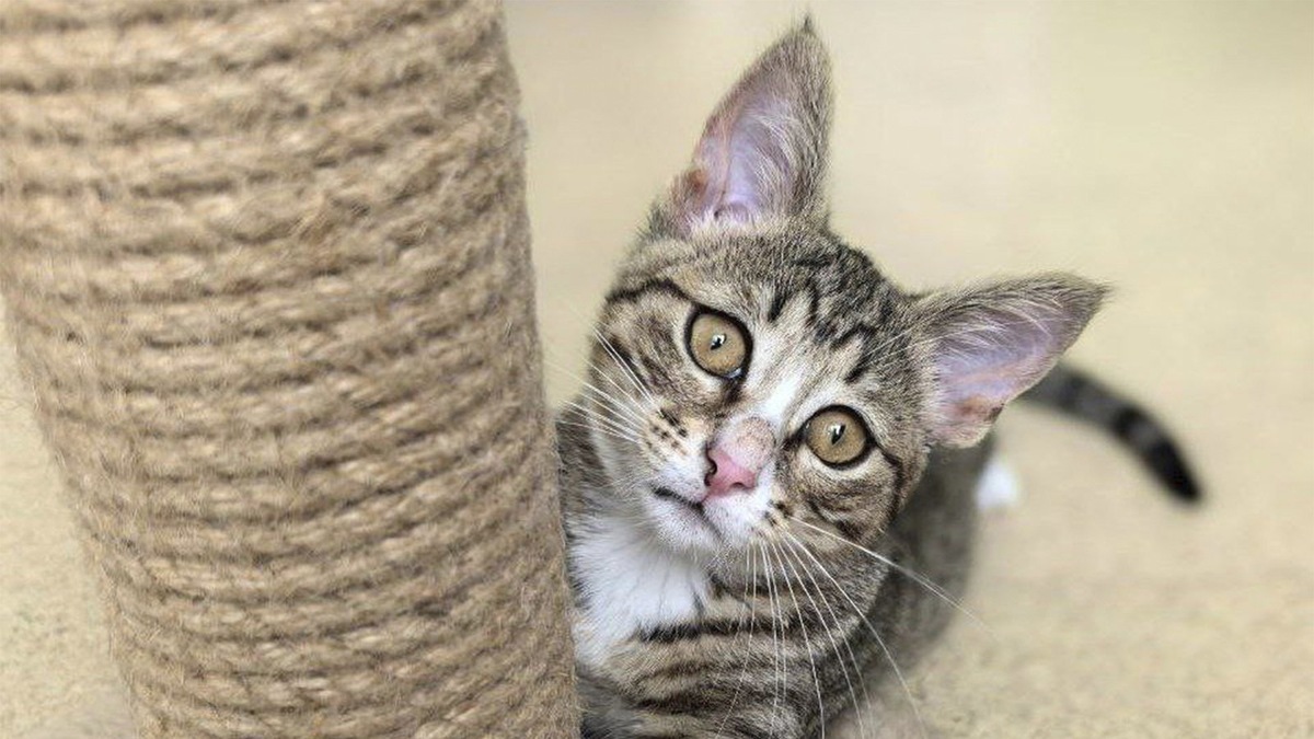    Котенок-девочка ищет дом