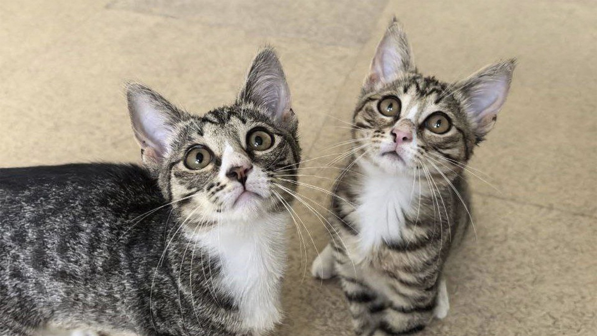    Котята, брошенные в переноске