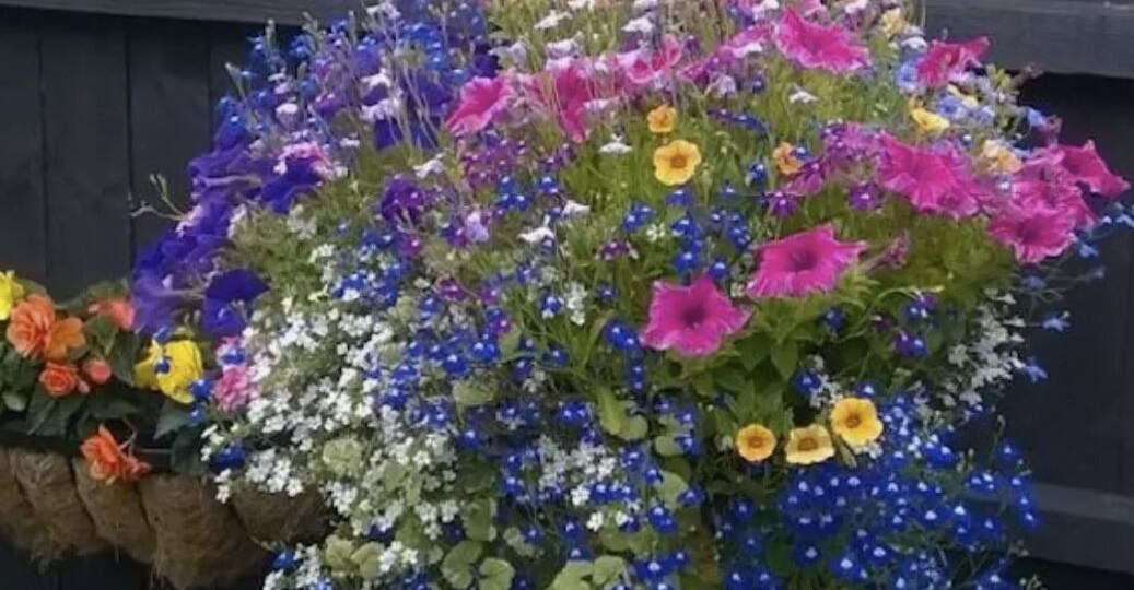 Как продлить цветение петуний и других однолетников до заморозков: 7 проверенных секретов