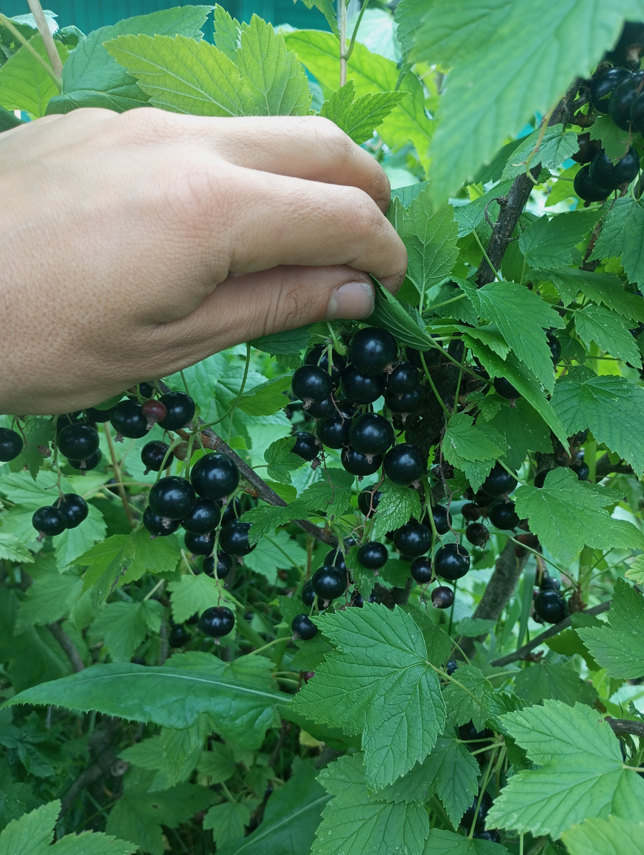 фото автора: куст сорта Титания в июле 2025