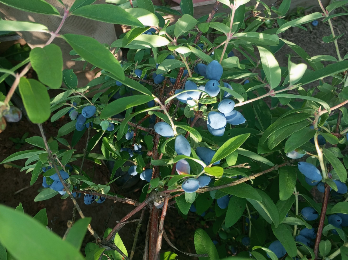 фото автора: куст жимолости в процессе уборки урожая