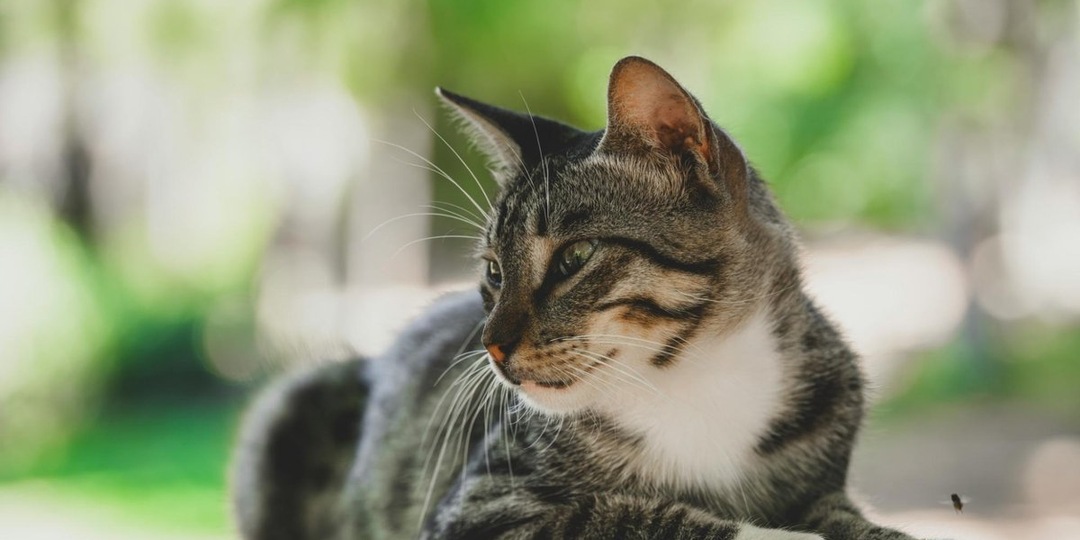 10 вещей, которые кошки делают просто так (на первый взгляд)
