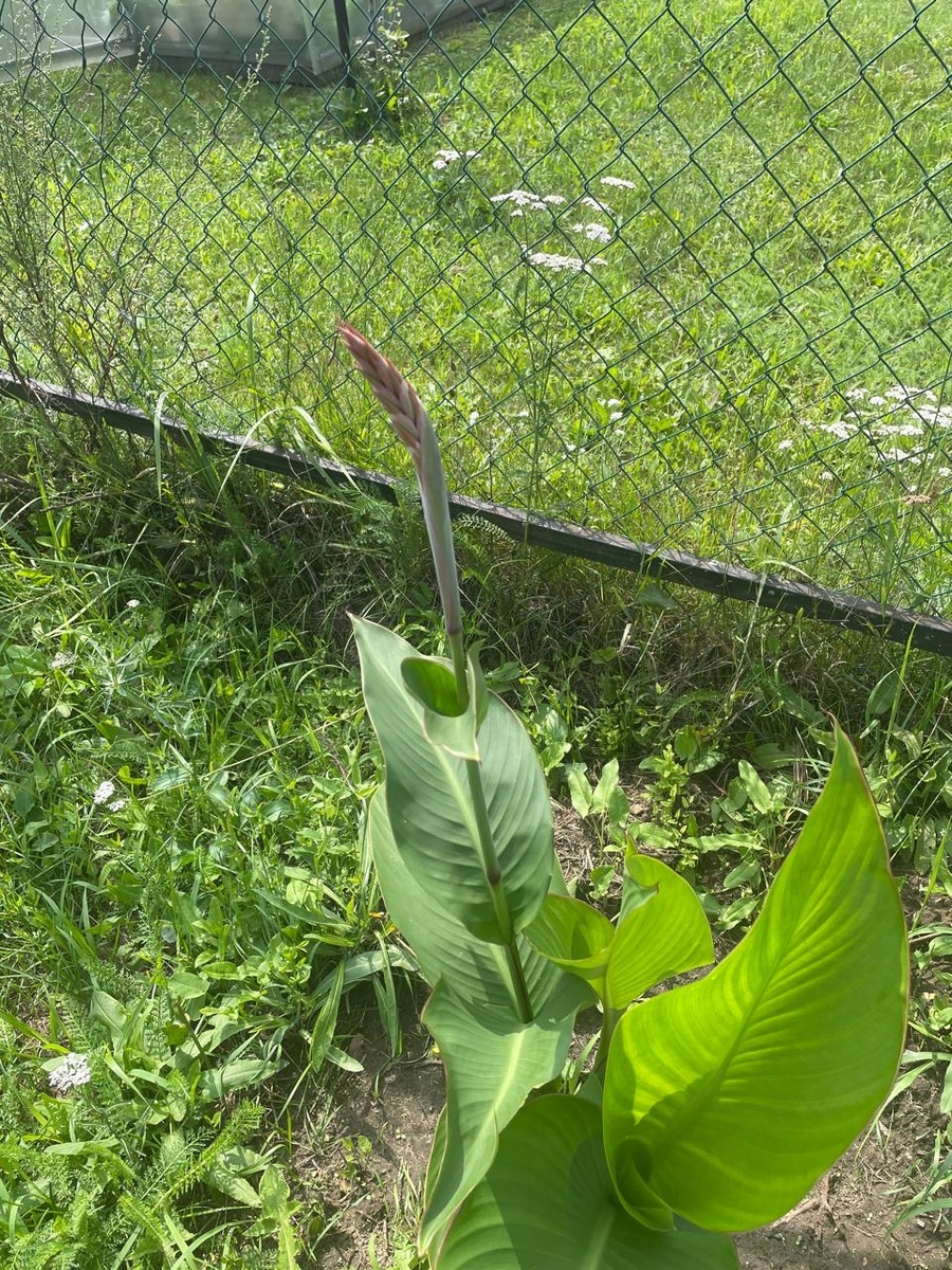 Канн - скоро за цветет!