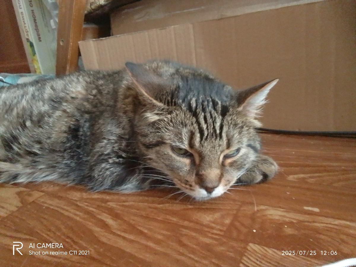 Кошатина, жаждавшая любви и ласки юной докторши))))