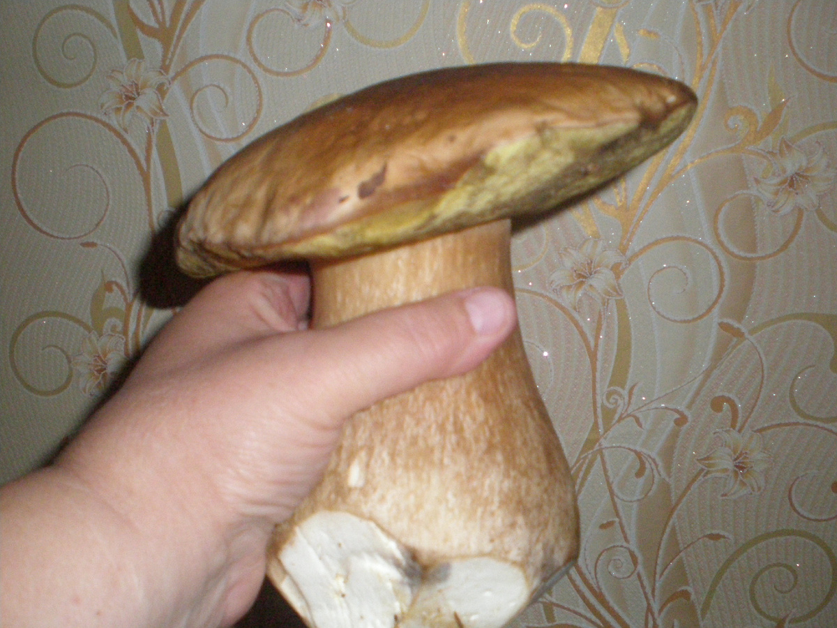 Это я прошлый год нашла прямо под деревом у дома . И никто его не замечал . а народу много же ходит .