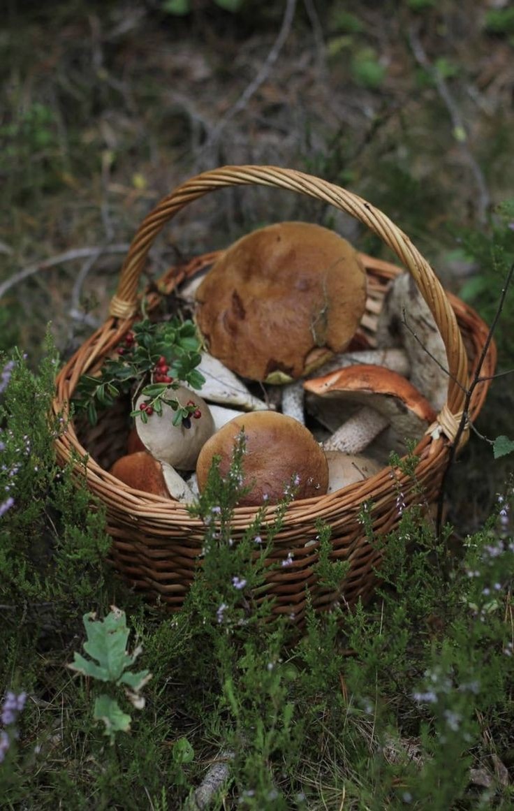 Грибное царство