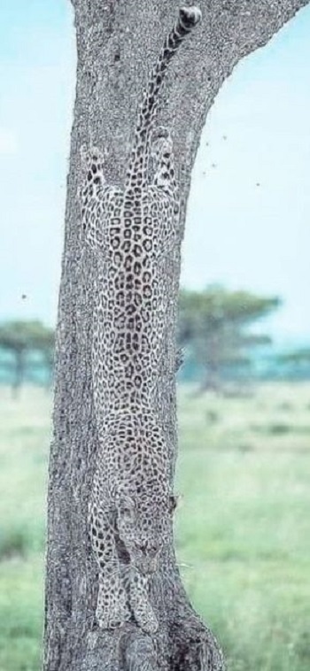 Ягуар. Фото из открытых источников