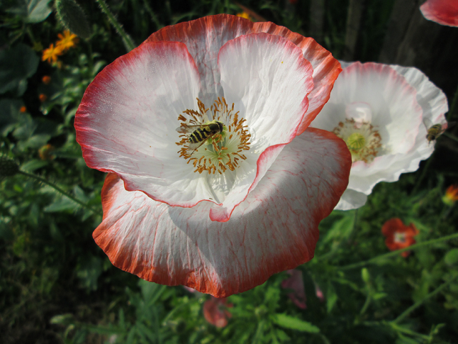 Далее пойдет речь о насекомом, но его я не хочу ставить на первое фото, поймете почему.