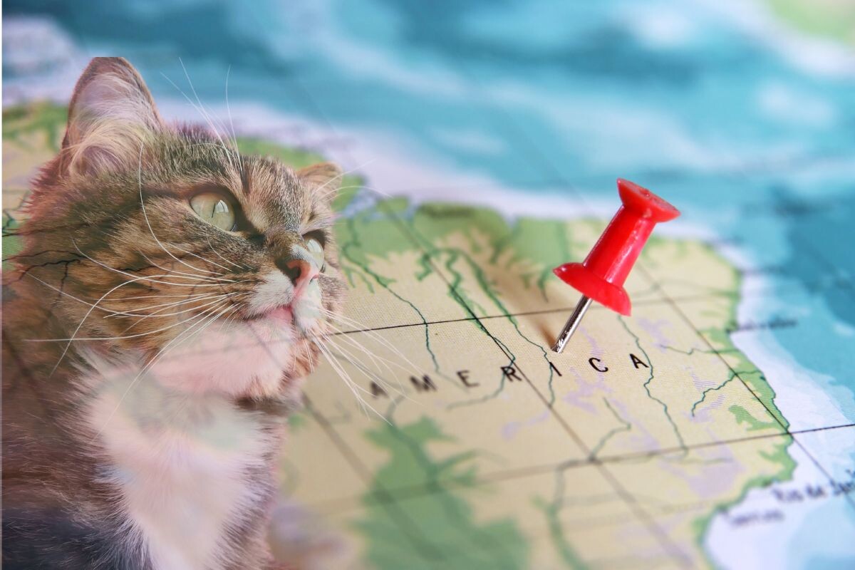 🟡 Спустя 5 лет Трикси неожиданно нашлась в американской провинции — на другом конце света