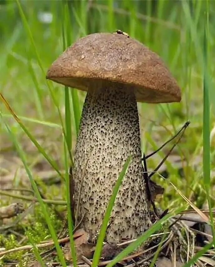 Изображение из открытых источников