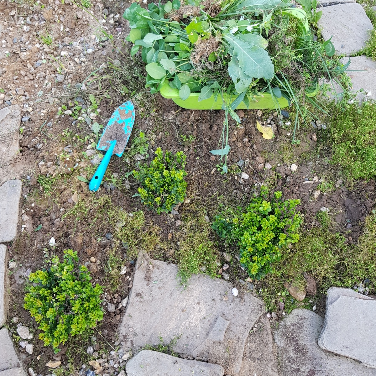 Барбарис кобольт должен бы был уже за 3 года создать подушковидный бордюр изумрудный, но его нет...