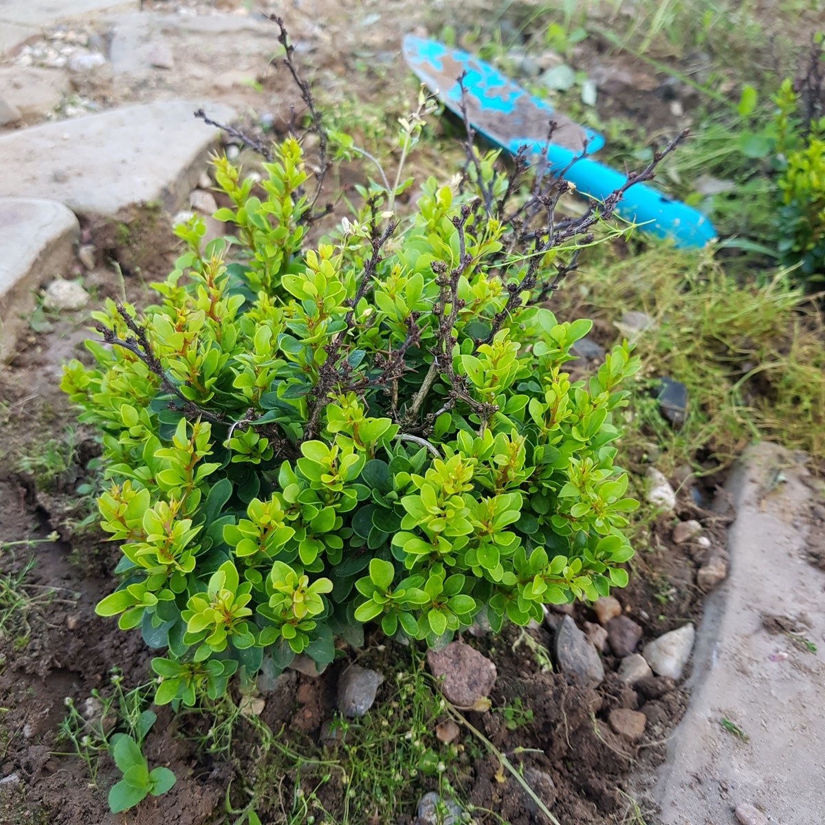 Барбарис кобольт для моего безуходного сада не подходит.