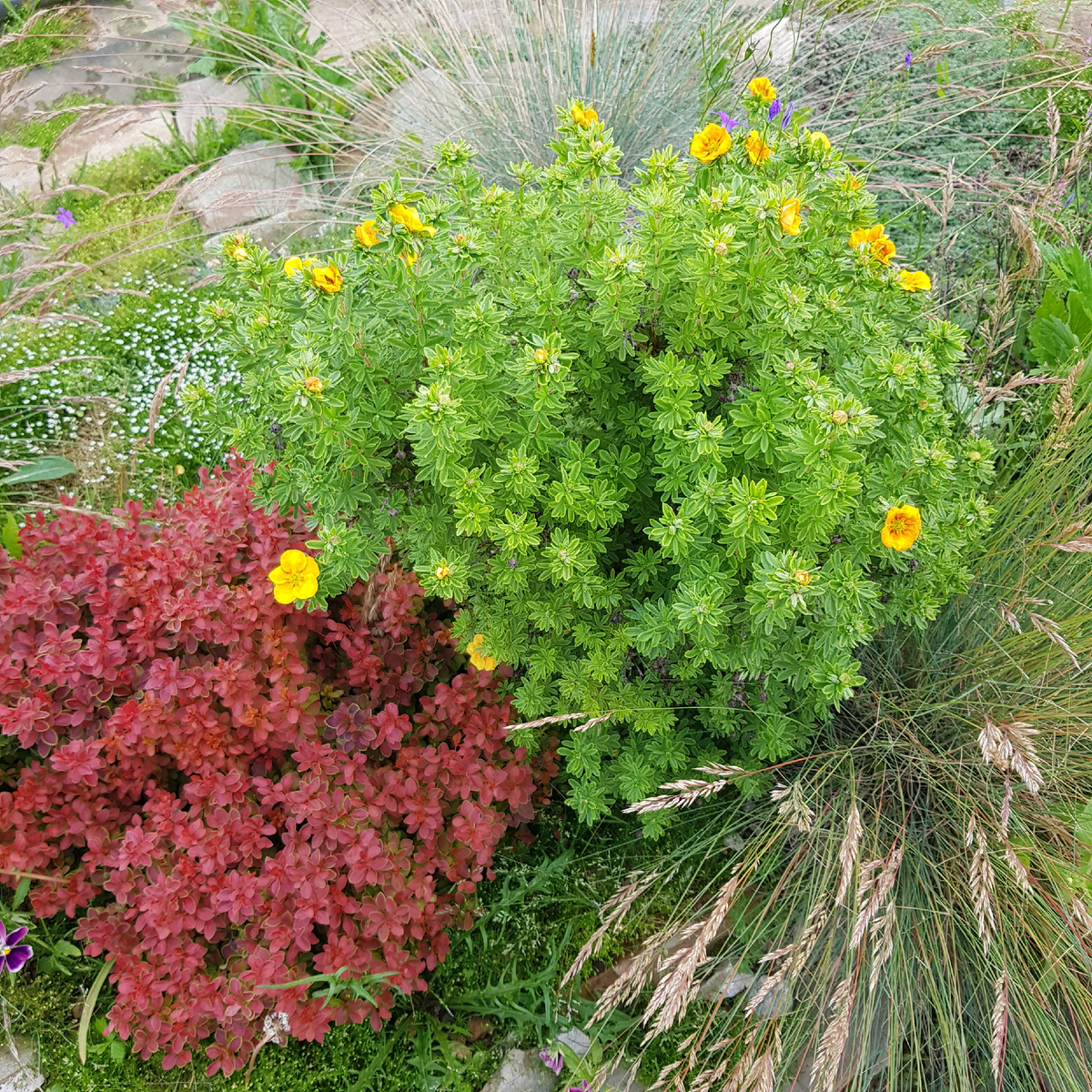 Карликовый красный барбарис, который меня радует и это то, что я ожидала.