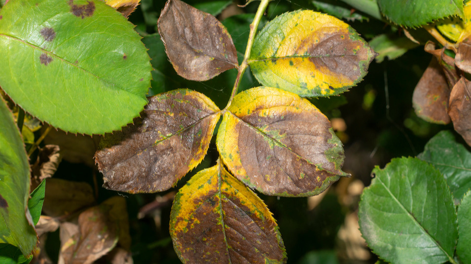 Мои розы до и после применения народных средств - разница налицо