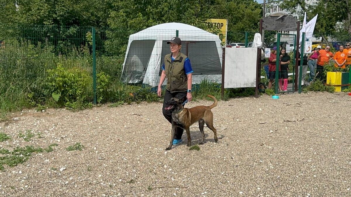 Участница с бельгийской овчаркой малинуа на испытаниях по послушанию в Пушкино. Собака в идеальной позиции «рядом» демонстрирует полную концентрацию на проводнике | Фото: DogSelf