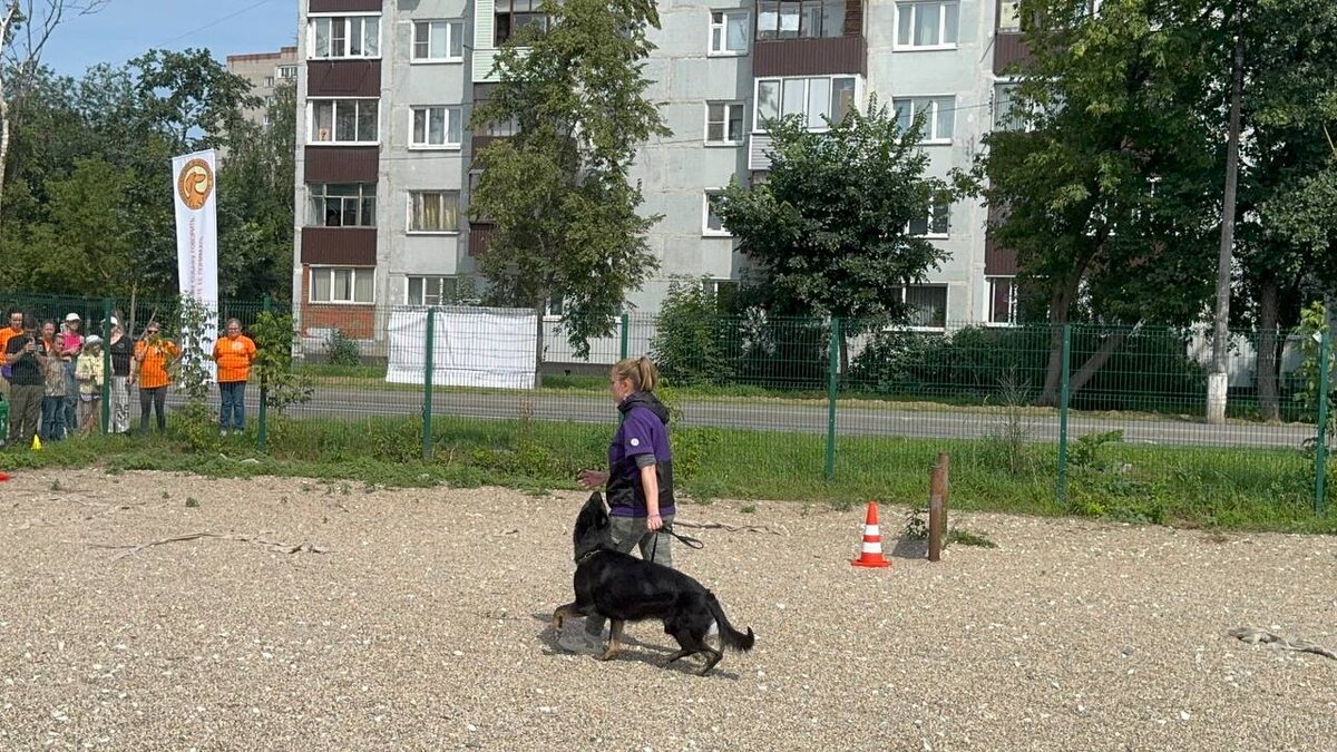 Владелица с немецкой овчаркой чёрно-подпалого окраса на испытаниях по УГС (Управляемая городская собака). Собака демонстрирует активное послушание и готовность работать в условиях городской среды.