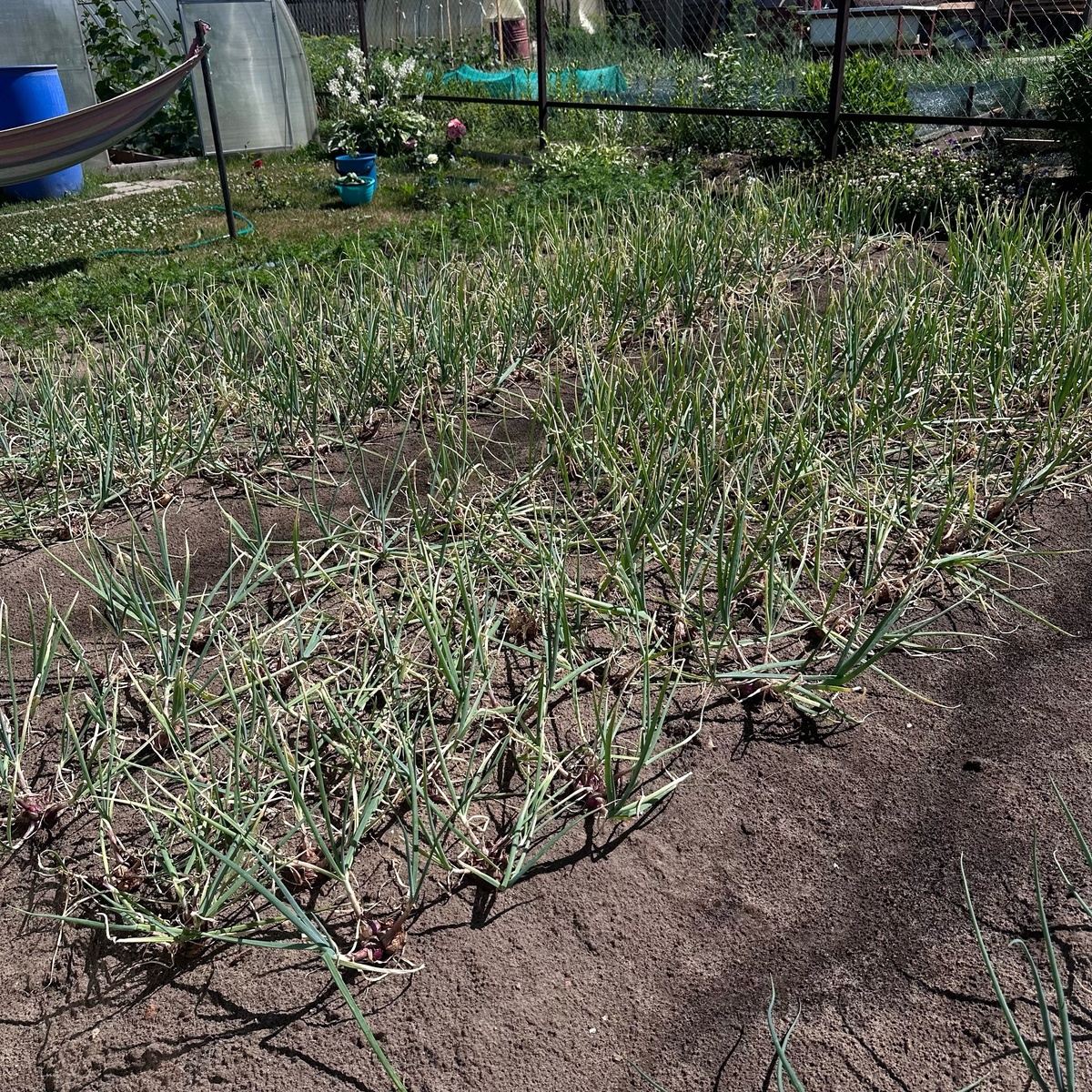    Грядка после чеснока - золотая жила: эти культуры успеют вырасти до октябрьских холодов