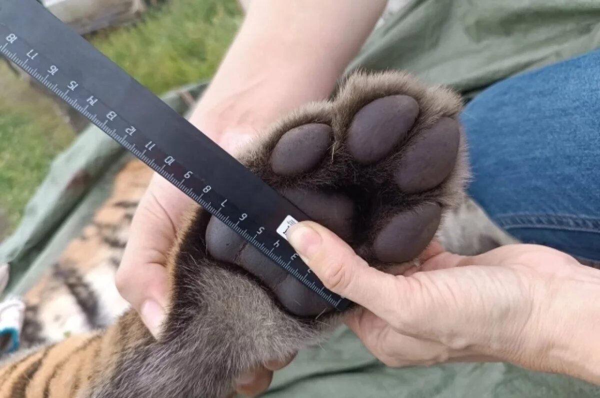    Тигра сбили на трассе под Уссурийском