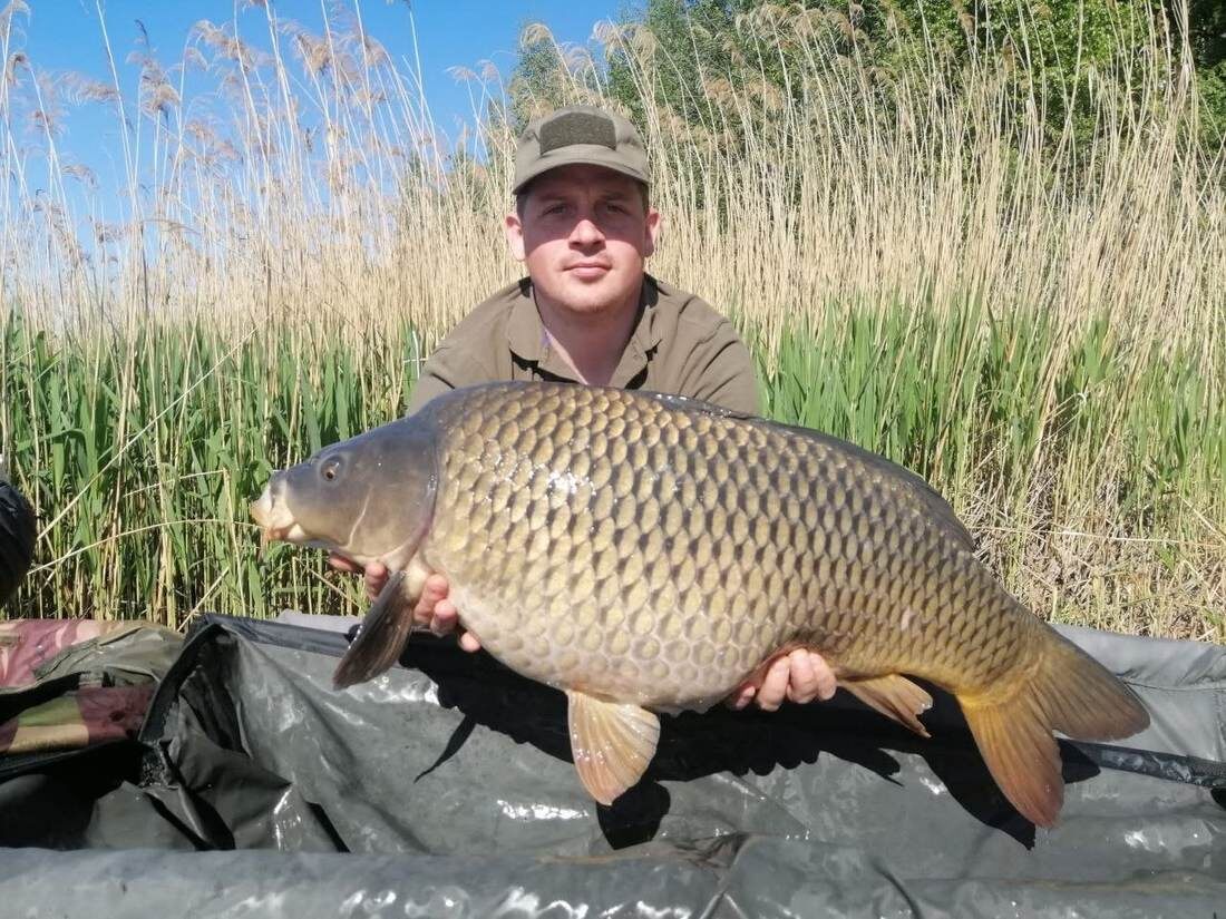 Этот экземпляр весил всего 28 кг! Каким был карп, пойманный на Симферопольском море, остается только догадываться!
