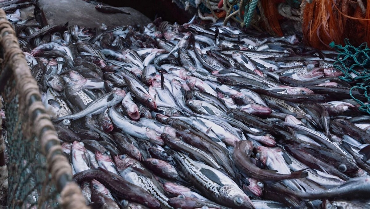     Источник: Росрыболовство