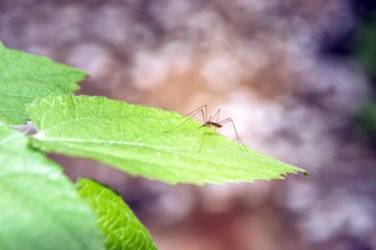    Наличие комаров следует принимать как данность. Но отпугнуть их на отдельно взятом участке вполне возможно.
