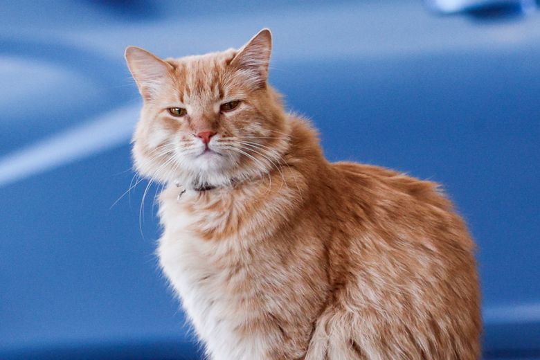    Сергей Булкин/NEWS.ru