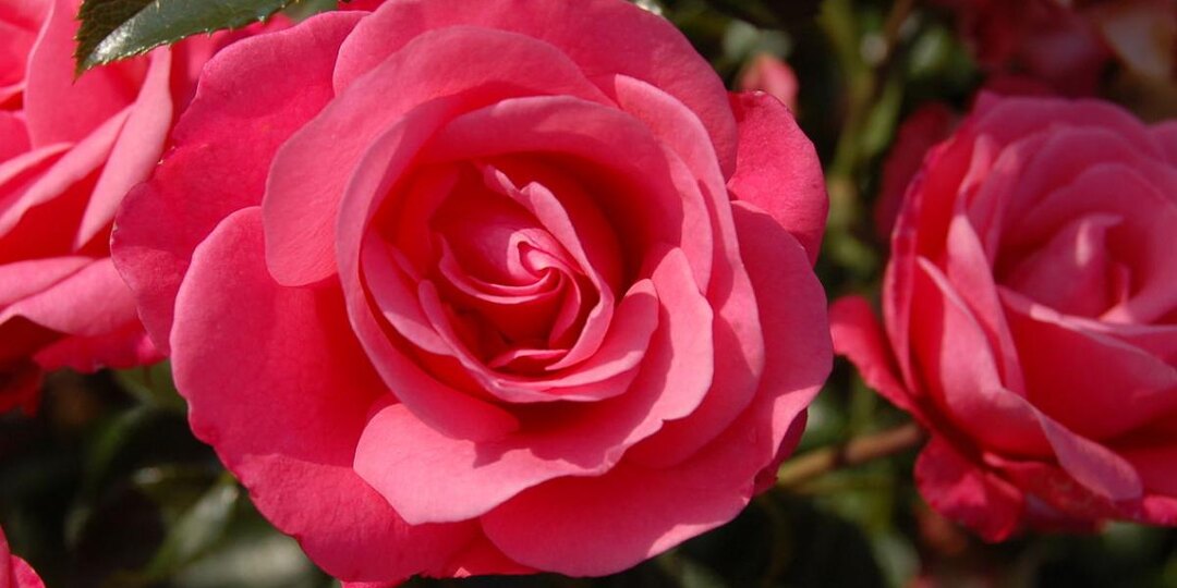 Розам нужны друзья: растения-компаньоны