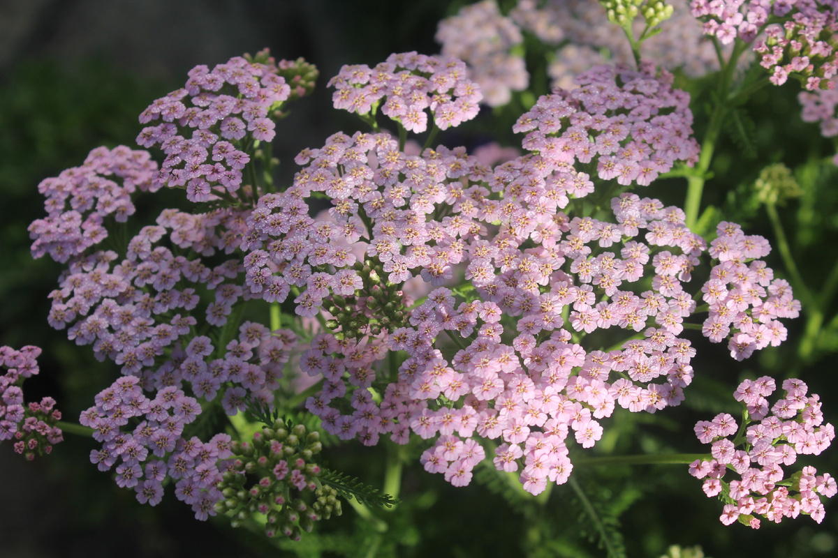 Тысячелистник, очень распространённое растение. 
