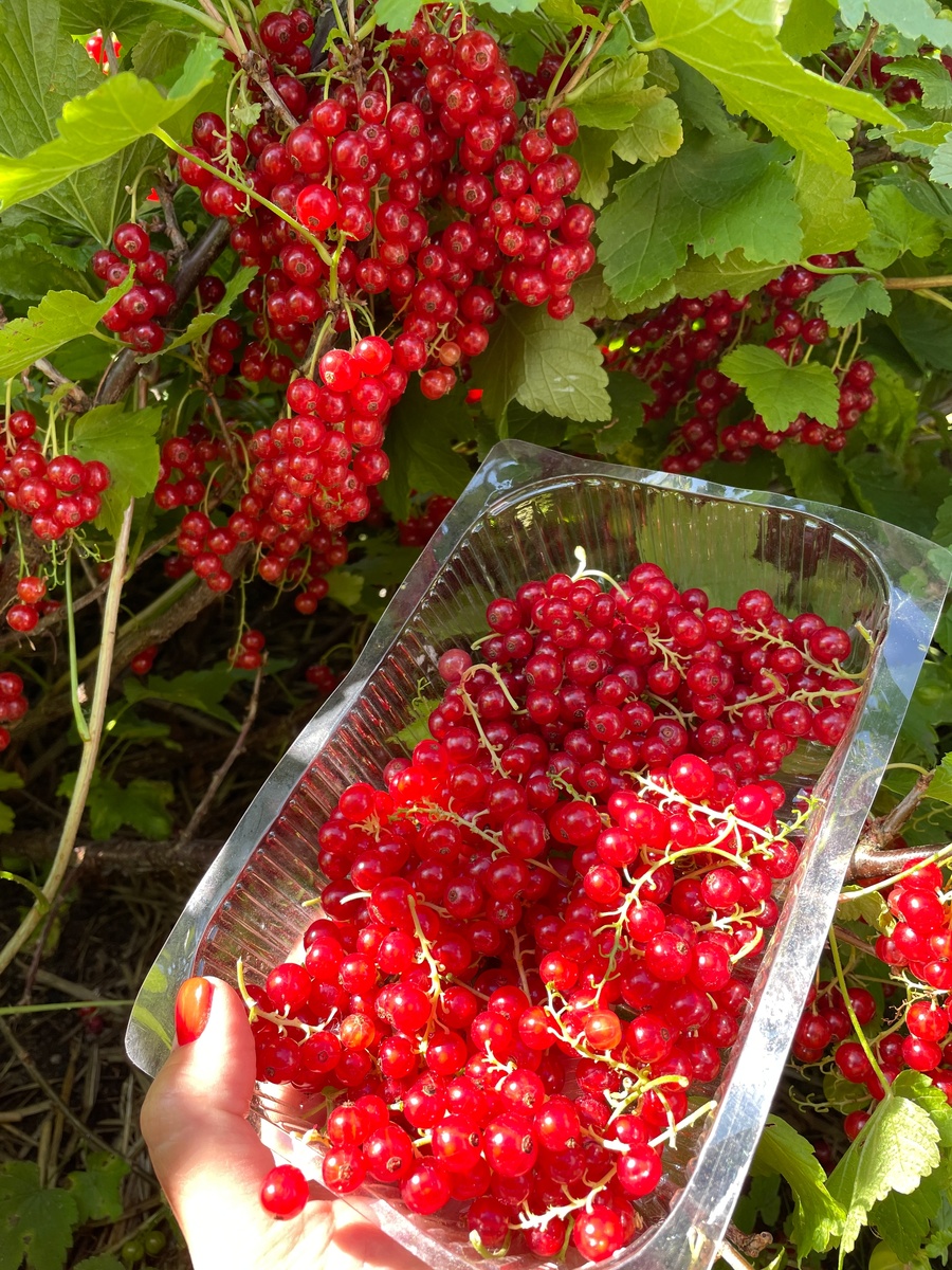 невероятный урожай красной смородины 2025