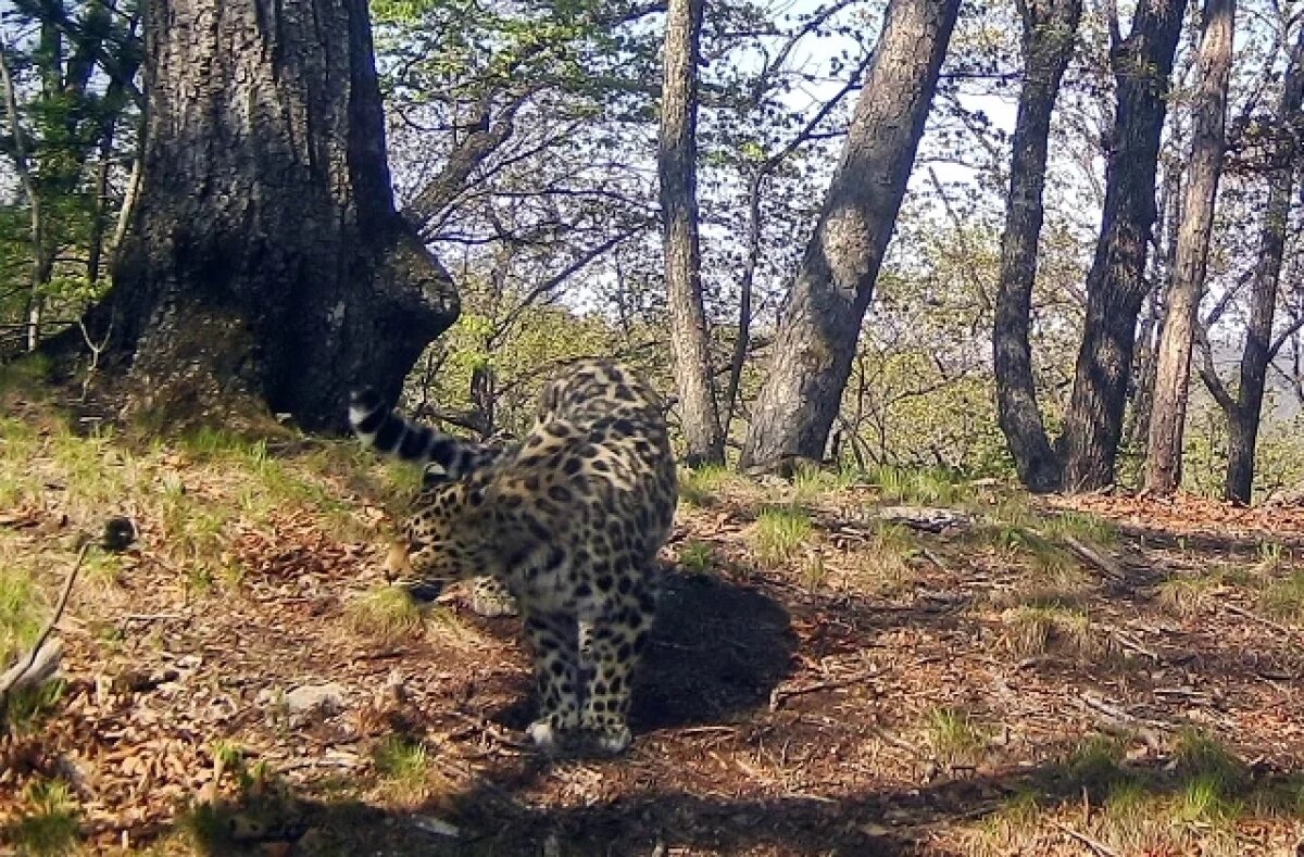    Леопард Хлоя отпраздновала первый день рождения в Новосибирском зоопарке