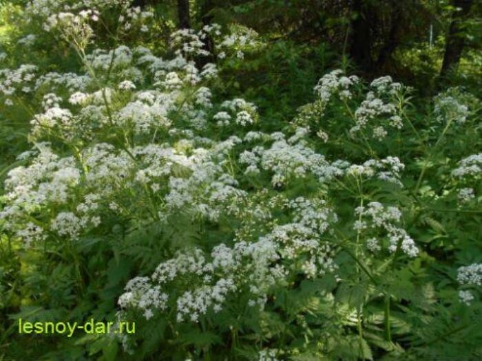 Заросли купыря на лесной дороге (фото с блога "Лесная кладовая")