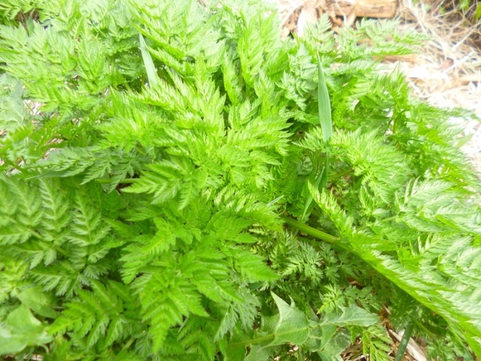 Молодые прикорневые листья купыря (фото автора) 