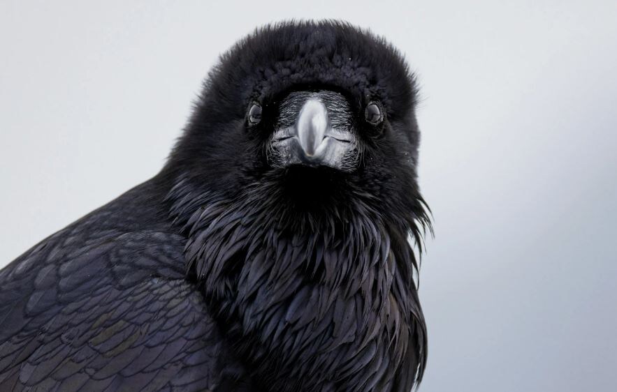 Думу думает...