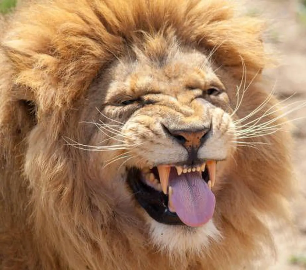 Лев, крупное дикое животное! Фото из интернета.