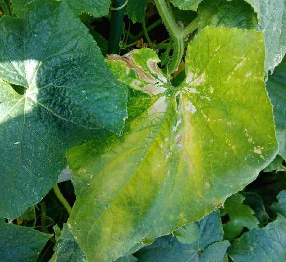    Так желтеют листья в открытом грунте / Фото автора