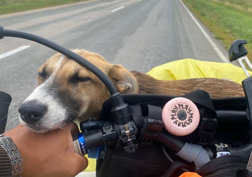    Колбаска выбрала Даню хозяином после его добродушного поступка. Фото: телеграм-канал «Зелёный друг»