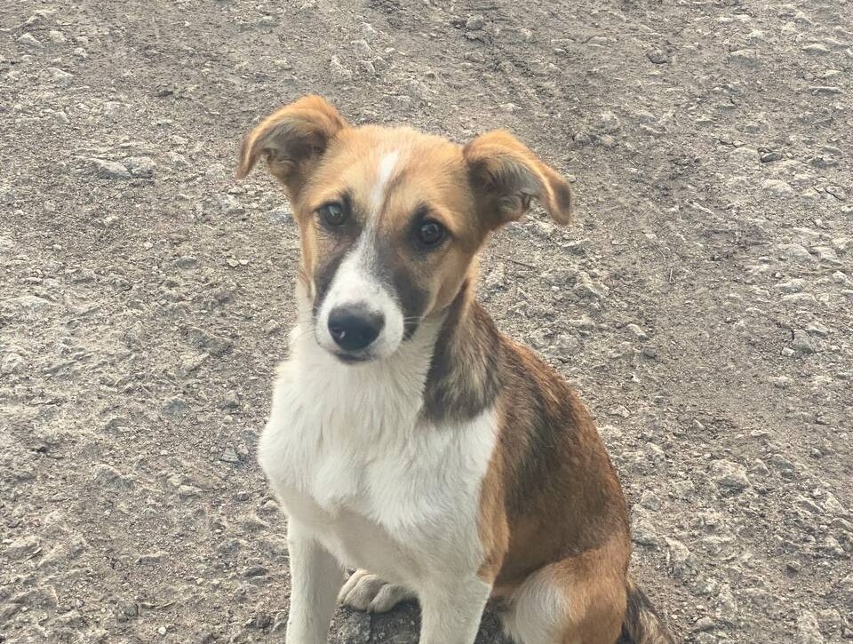    Собака не хотела отпускать парня, и бежала за велосипедом 10 километров. Фото: телеграм-канал «Зелёный друг»