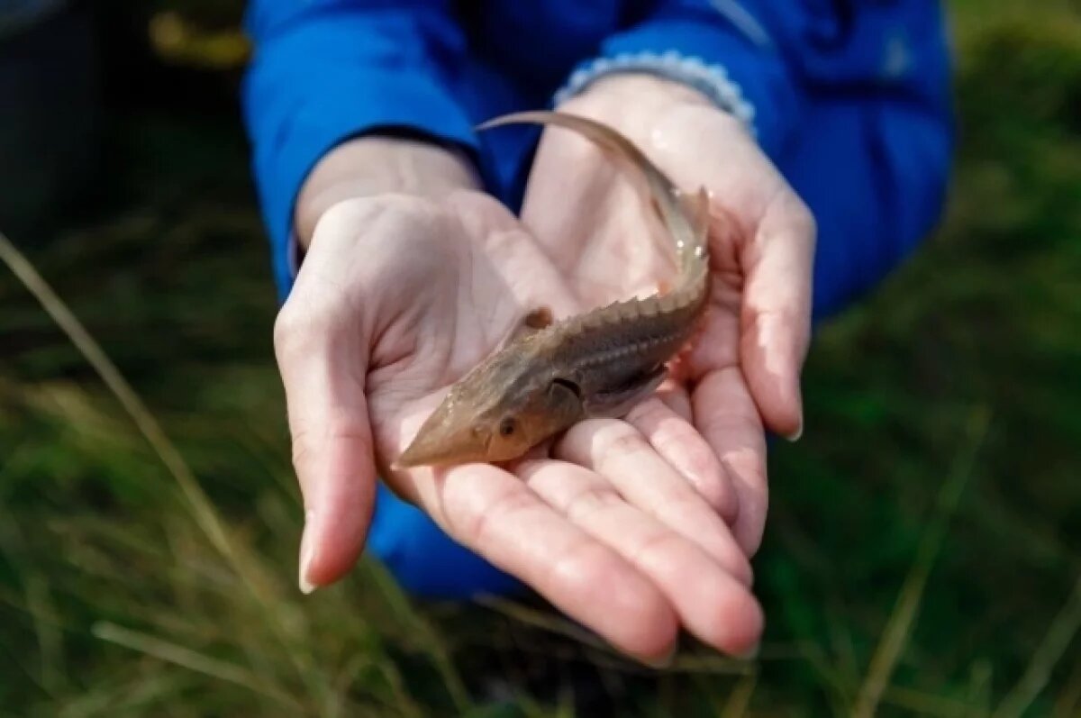    Строительство моста между Россией и КНДР не повлияет на водные биоресурсы